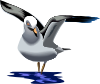 Gabbiano Clip Art