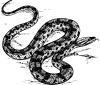 Anaconda Clip Art